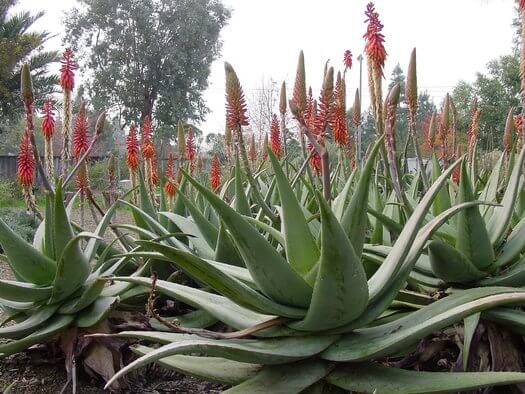 آلوئه ورا عربی نژاد Aloe Rubroviolacea